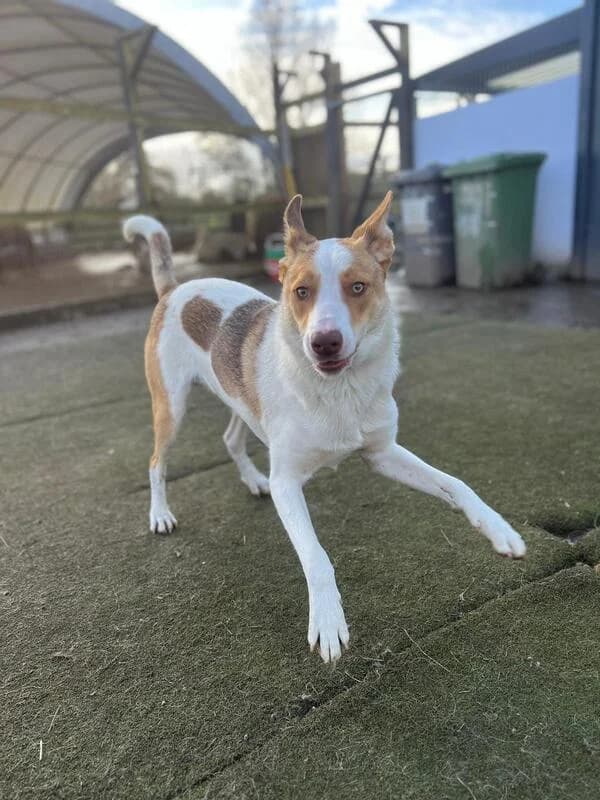 George, 3yo Mixed Breed for adoption at My Lovely Horse Rescue