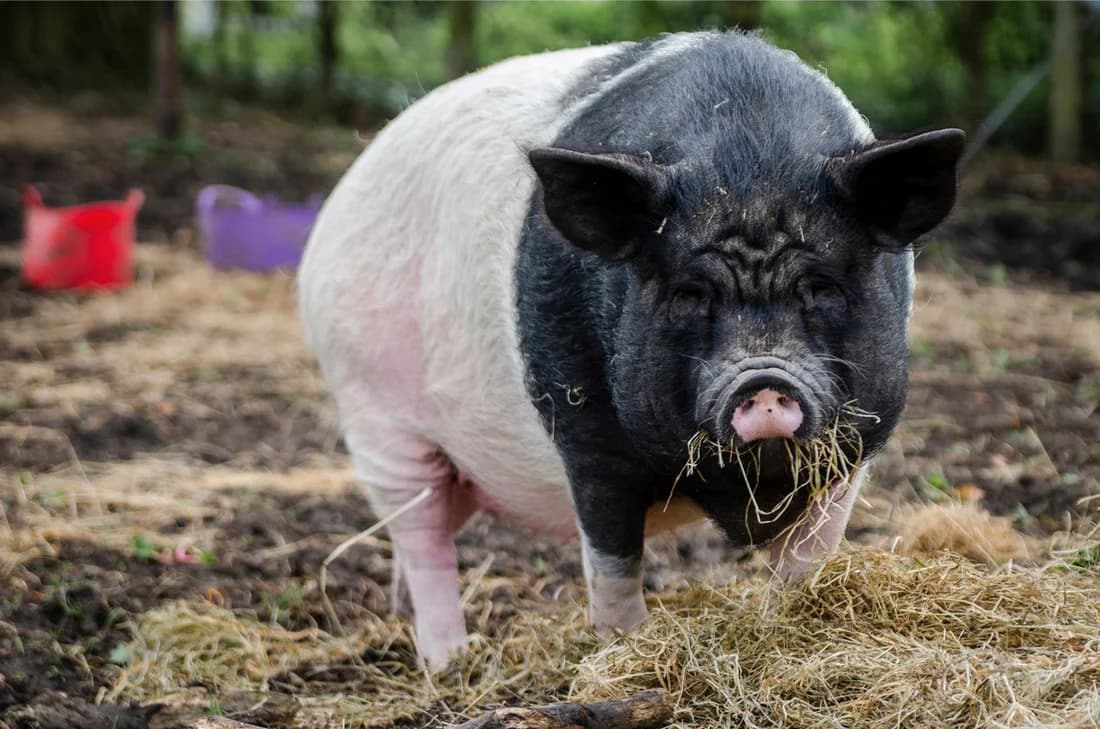 Georgie and Peppa, female Mixed Breed for adoption at My Lovely Horse Rescue