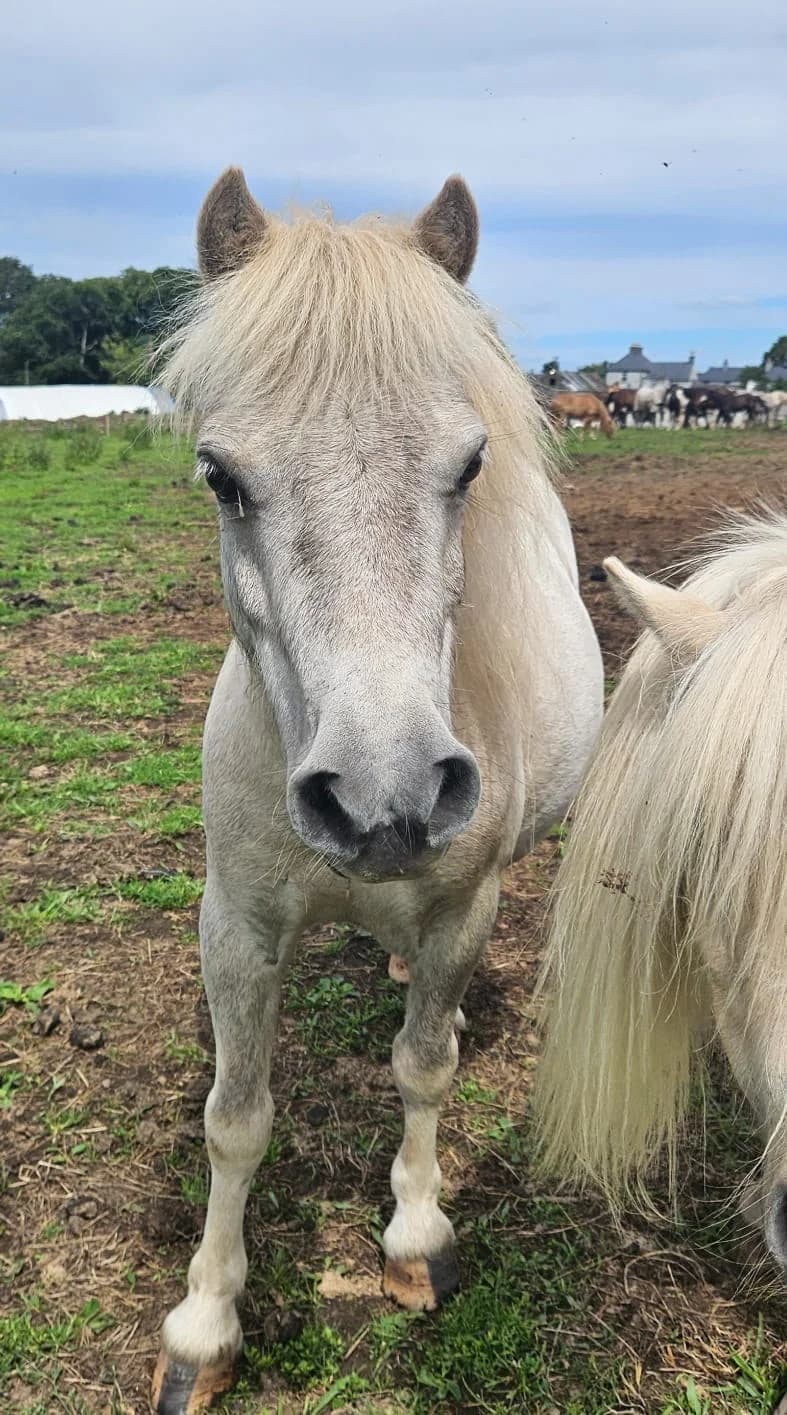 Grady, male Mixed Breed for adoption at My Lovely Horse Rescue