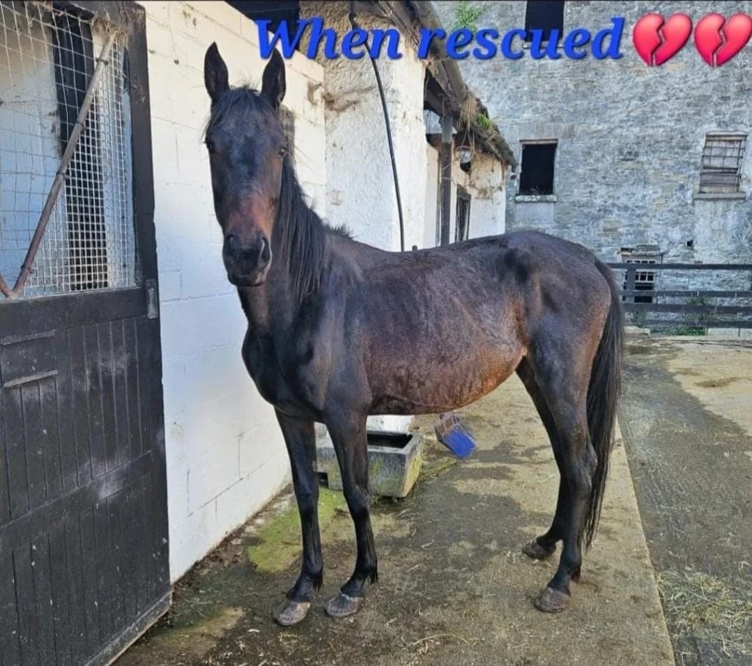 Hayley, female Mixed Breed for adoption at My Lovely Horse Rescue
