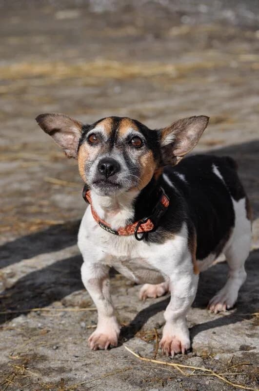 Jack, senior Mixed Breed for adoption at My Lovely Horse Rescue