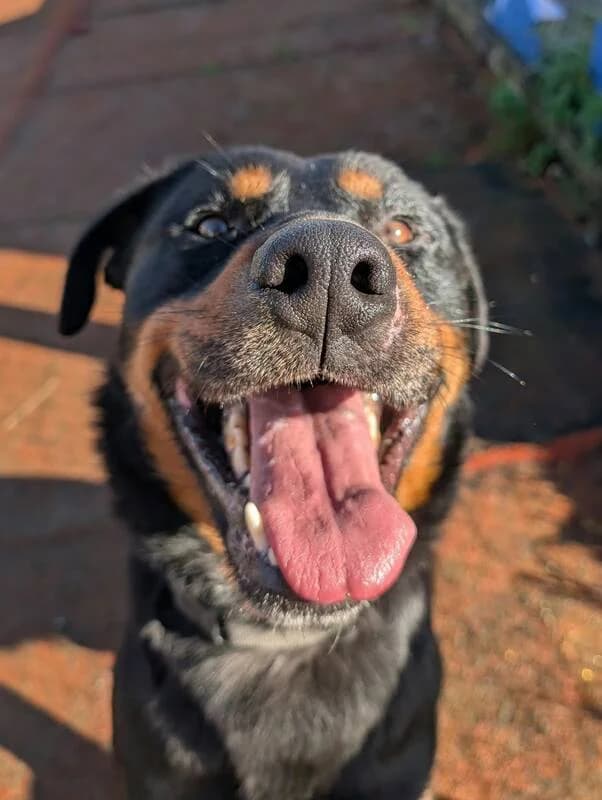 Jack, 3yo Mixed Breed for adoption at My Lovely Horse Rescue
