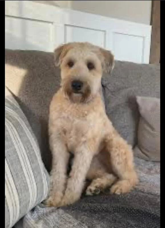 Jamie, 4yo Mixed Breed for adoption at My Lovely Horse Rescue