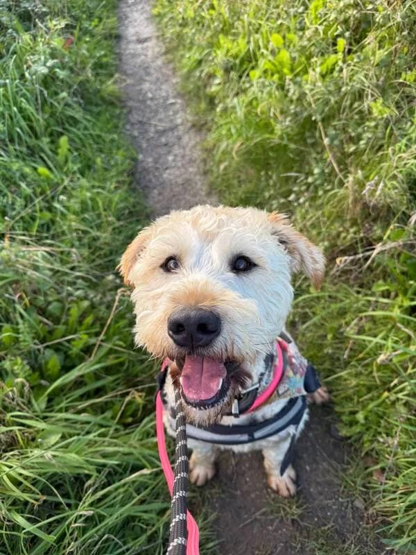 Jamie, 3yo Mixed Breed for adoption at My Lovely Horse Rescue