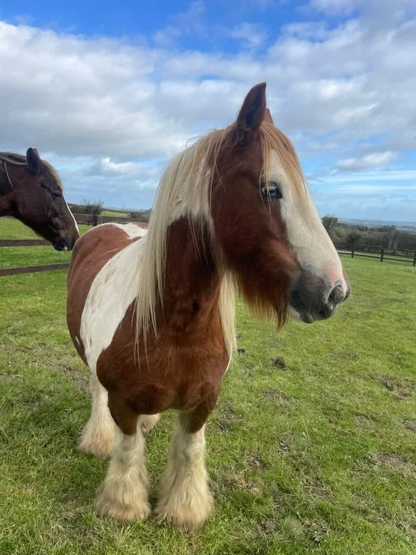 Jaylin, male Mixed Breed for adoption at My Lovely Horse Rescue
