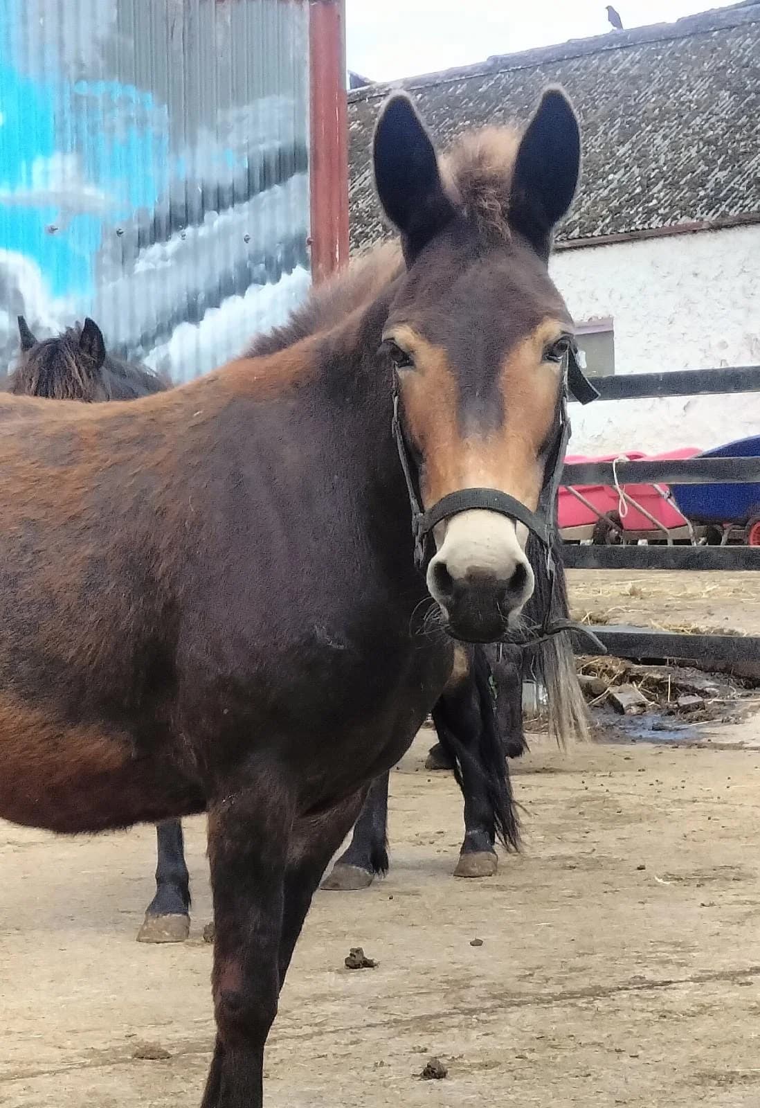 Jennifer Aniston, female Mixed Breed for adoption at My Lovely Horse Rescue