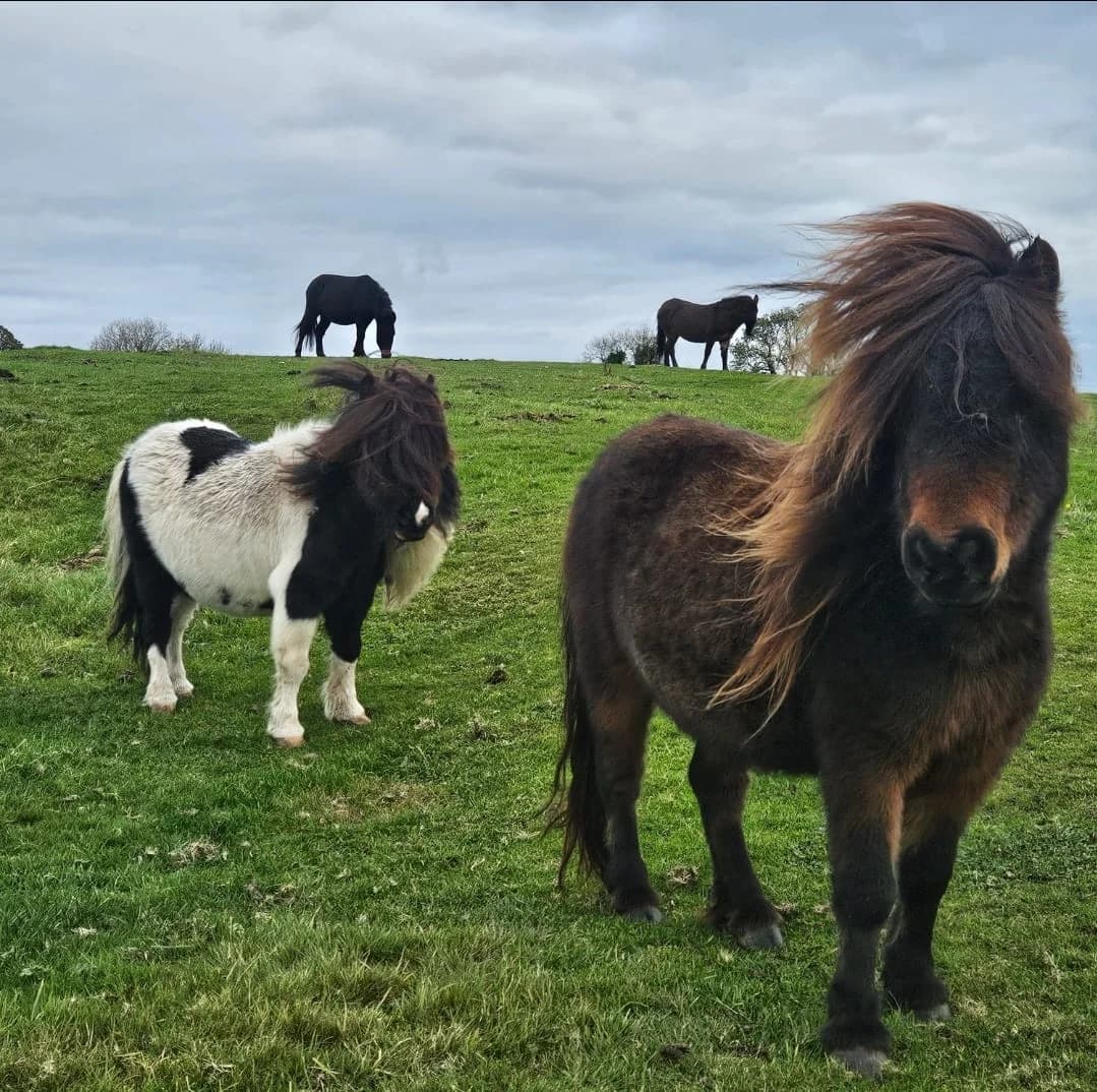Julie Karen and Esteban, female Mixed Breed for adoption at My Lovely Horse Rescue