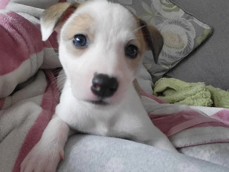 Kate, young Mixed Breed for adoption at My Lovely Horse Rescue