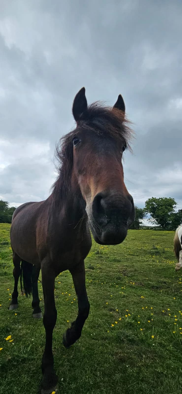 Keeva, female Mixed Breed for adoption at My Lovely Horse Rescue