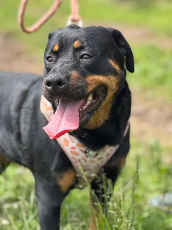 Kerry, young Mixed Breed for adoption at My Lovely Horse Rescue