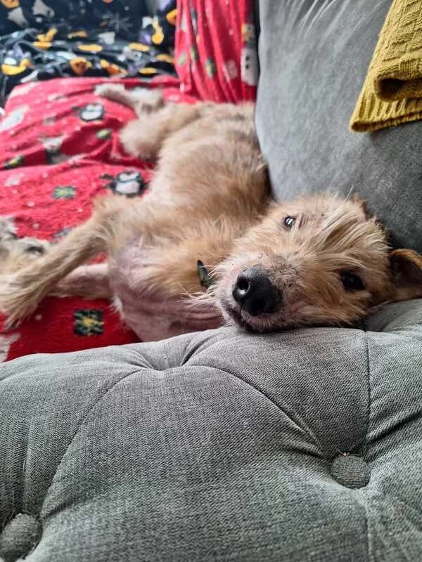 Kevin, male Mixed Breed for adoption at My Lovely Horse Rescue