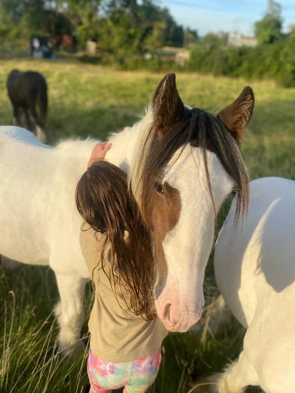 Lars, male mixed breed for adoption at My Lovely Horse Rescue