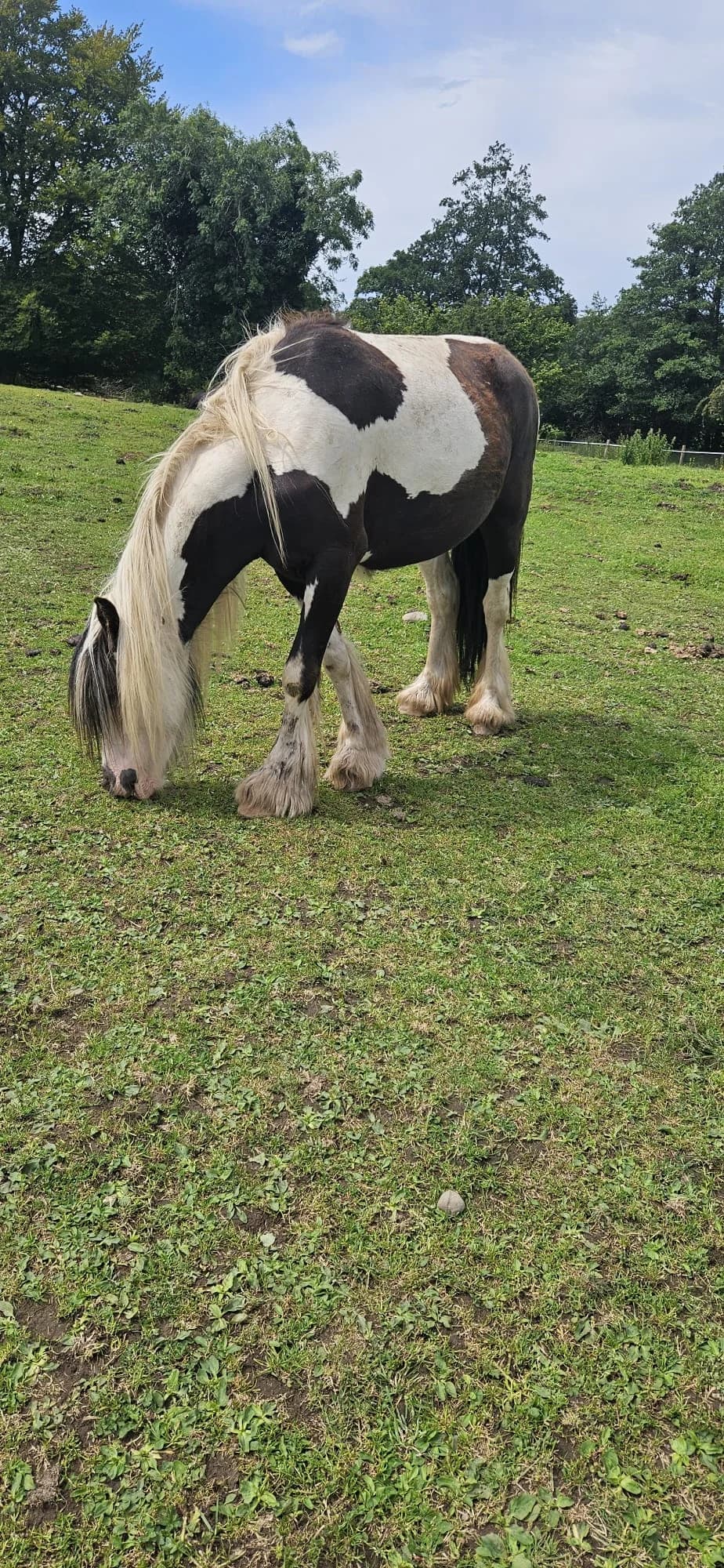 Layla, female Mixed Breed for adoption at My Lovely Horse Rescue