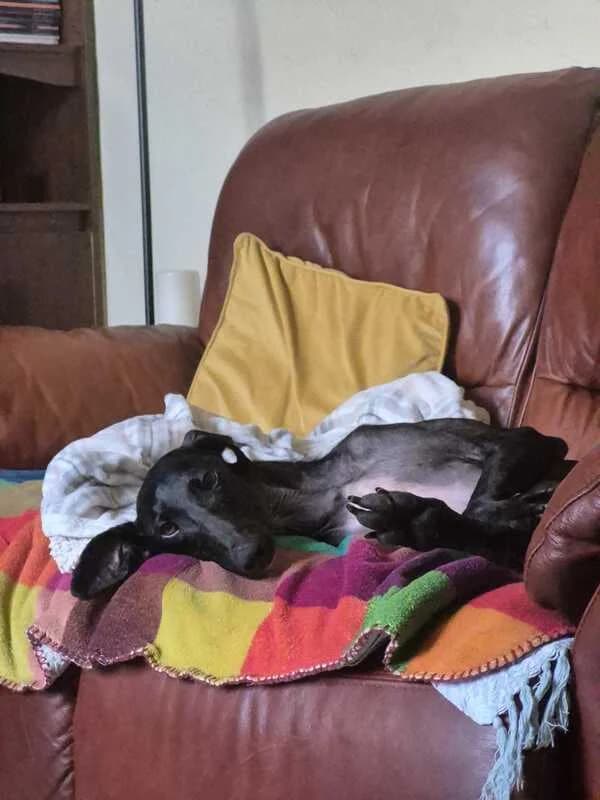 Liam, 3yo Mixed Breed for adoption at My Lovely Horse Rescue
