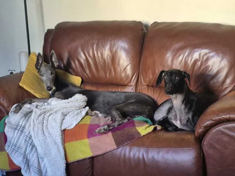 Liam, 3yo Mixed Breed for adoption at My Lovely Horse Rescue