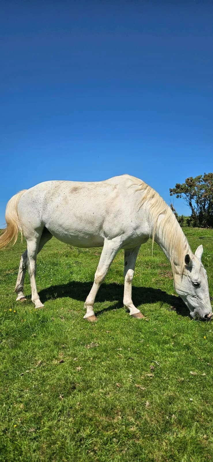 Lilibet, female Mixed Breed for adoption at My Lovely Horse Rescue