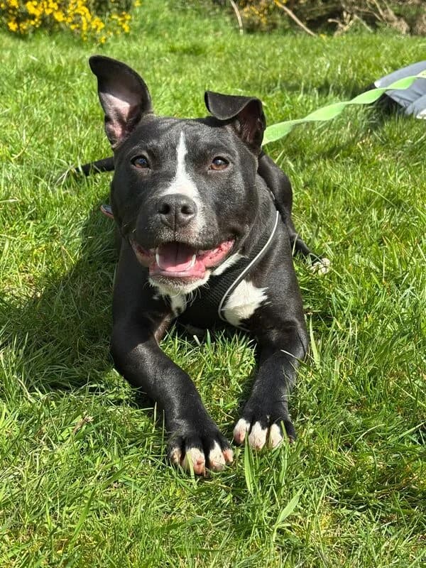 Lilly, young Mixed Breed for adoption at My Lovely Horse Rescue