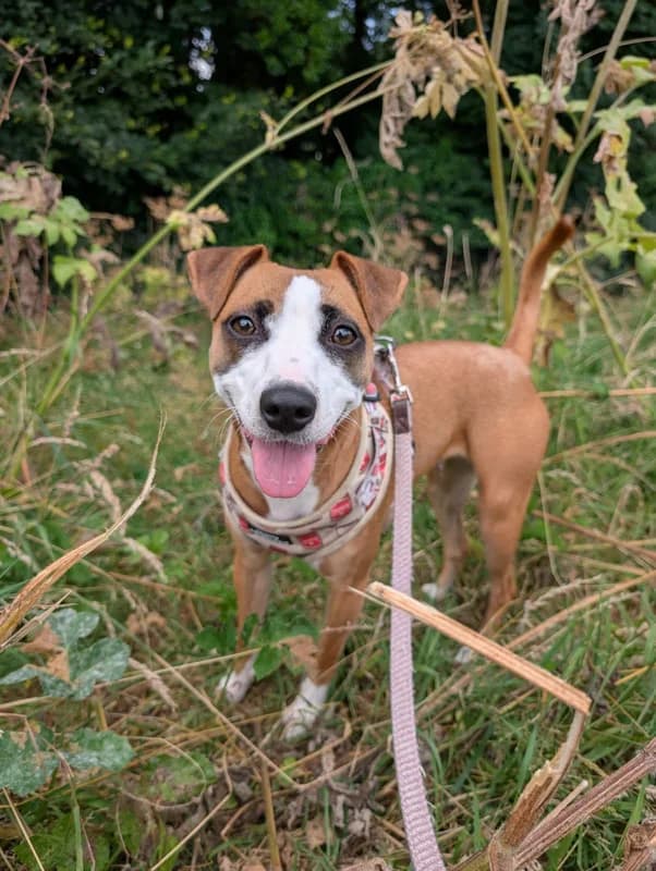 Lily, young Staffordshire Bull Terrier for adoption at My Lovely Horse Rescue