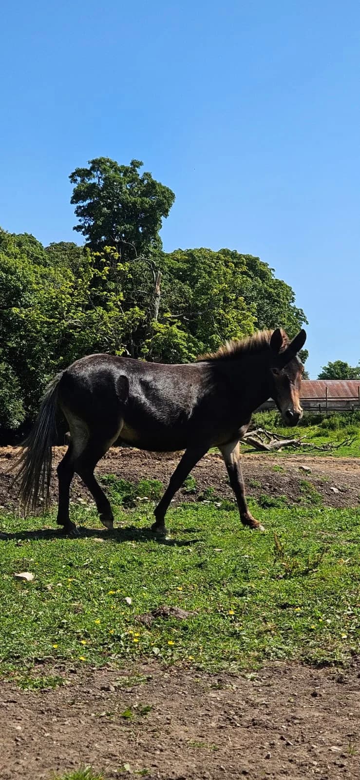 Lois Lane, female Mixed Breed for adoption at My Lovely Horse Rescue