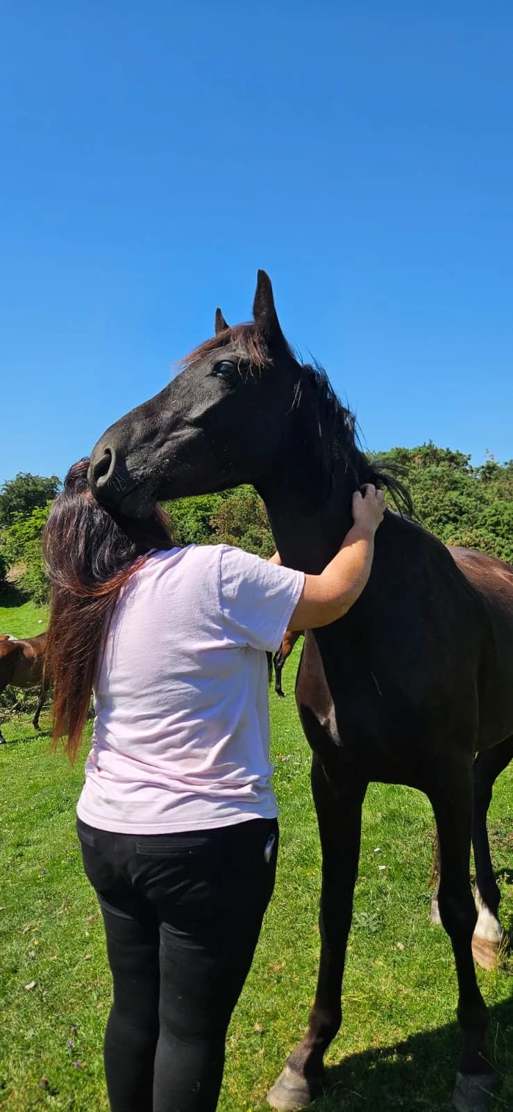 Matteo, male Mixed Breed for adoption at My Lovely Horse Rescue