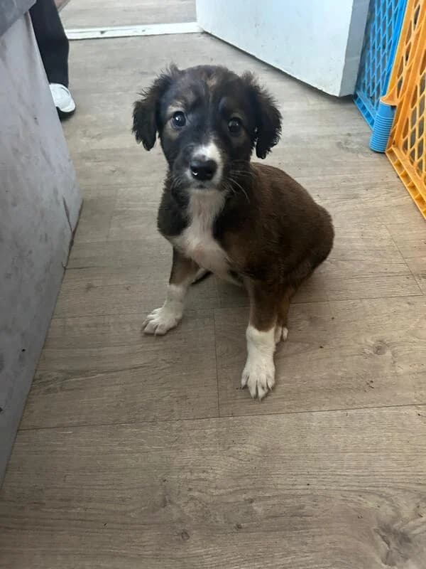 Mia, young Mixed Breed for adoption at My Lovely Horse Rescue