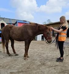 Mike Tyson, male Mixed Breed for adoption at My Lovely Horse Rescue