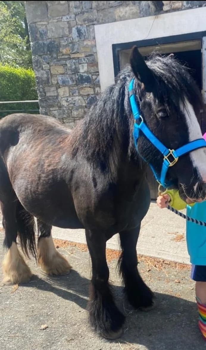 MollyRose, female Mixed Breed for adoption at My Lovely Horse Rescue