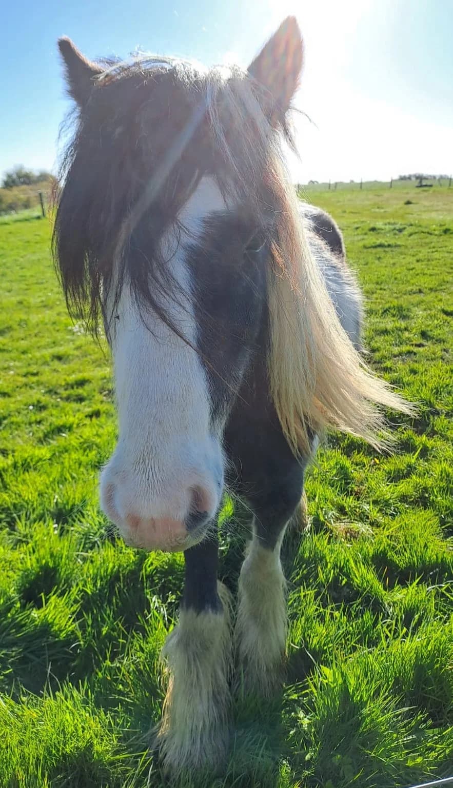 Nemo, male Mixed Breed for adoption at My Lovely Horse Rescue