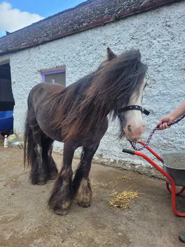 Nessa, female Mixed Breed for adoption at My Lovely Horse Rescue
