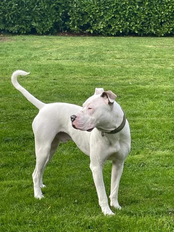 Paulie, young Mixed Breed for adoption at My Lovely Horse Rescue