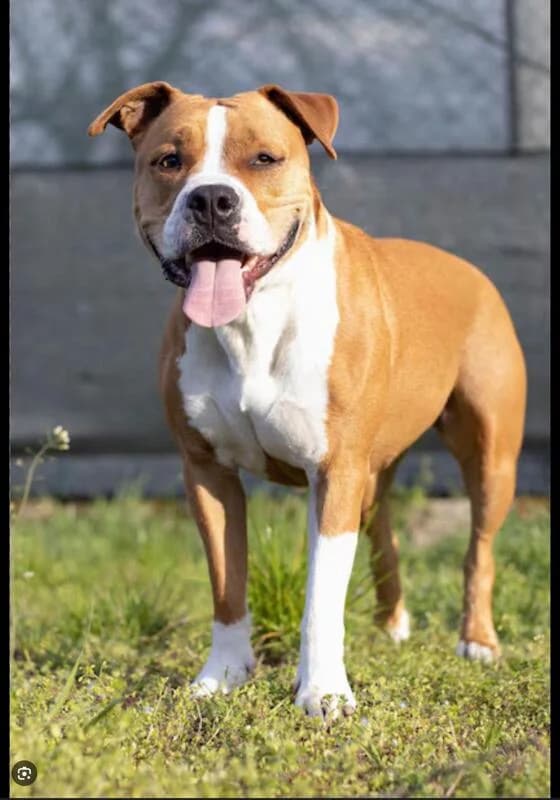 Peaches, young Mixed Breed for adoption at My Lovely Horse Rescue