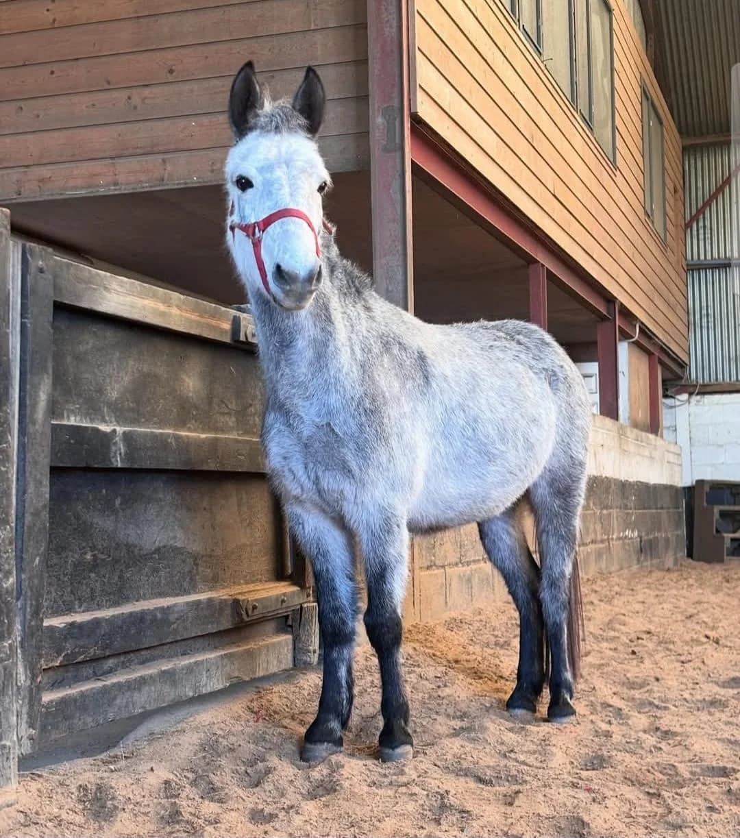 Peggysue, female Mixed Breed for adoption at My Lovely Horse Rescue