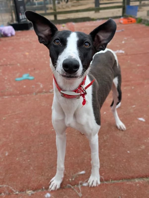 Phoebe, young Mixed Breed for adoption at My Lovely Horse Rescue