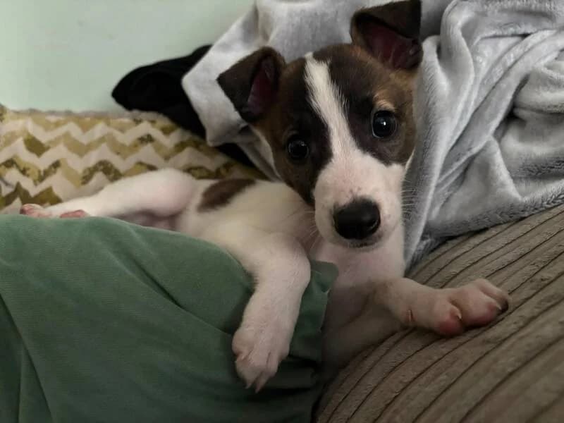 Poppy, young Mixed Breed for adoption at My Lovely Horse Rescue