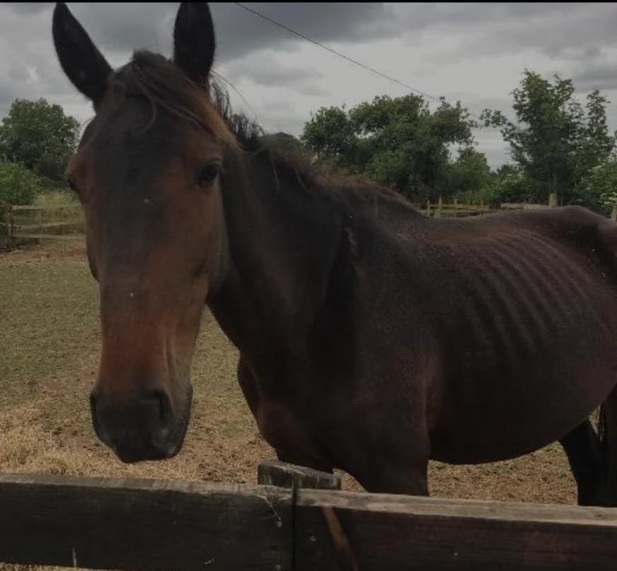 Queen Maeve, female Mixed Breed for adoption at My Lovely Horse Rescue