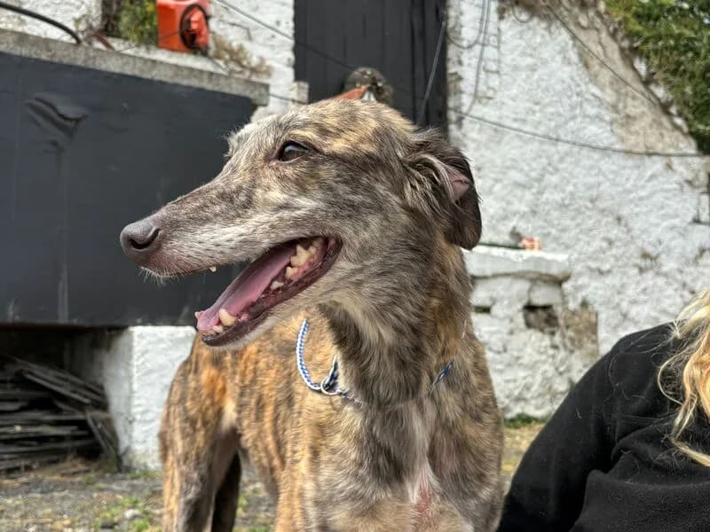 Rita, 5yo Mixed Breed for adoption at My Lovely Horse Rescue