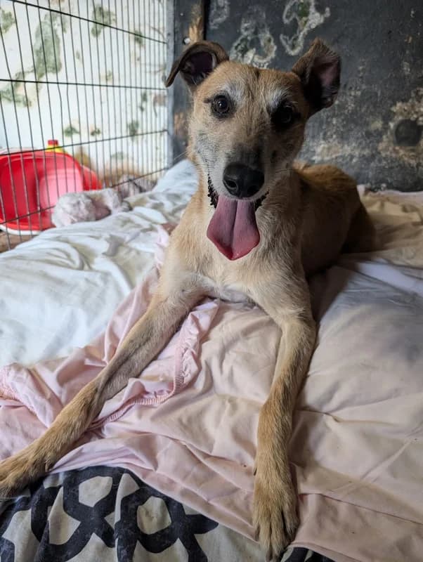 Robbie, 5yo Mixed Breed for adoption at My Lovely Horse Rescue