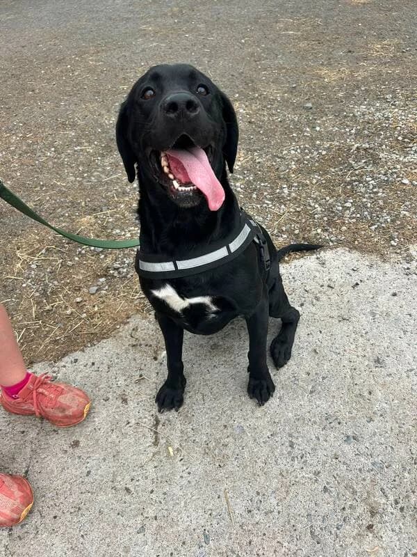 Roger, 3yo Mixed Breed for adoption at My Lovely Horse Rescue