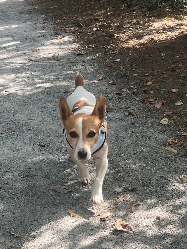 Roxy, senior Mixed Breed for adoption at My Lovely Horse Rescue