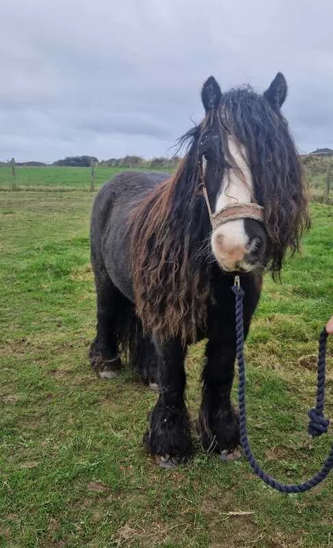 Stan, male Mixed Breed for adoption at My Lovely Horse Rescue