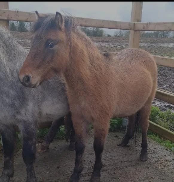 Stefania, female Mixed Breed for adoption at My Lovely Horse Rescue