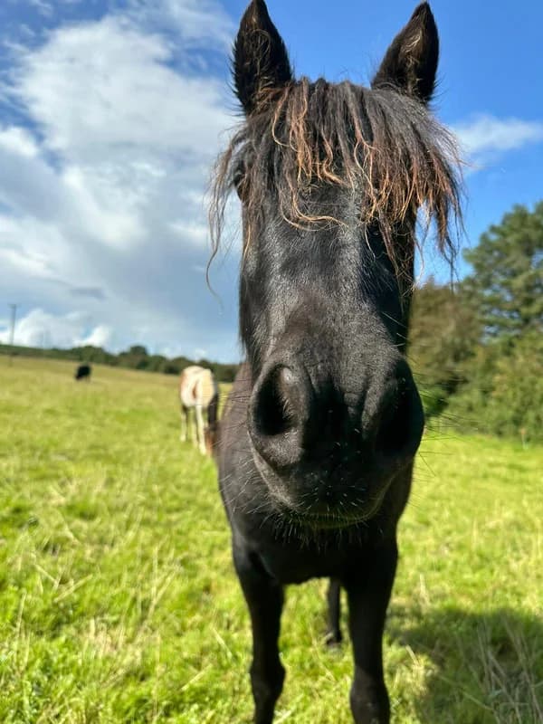Sweetie and Tory, female Mixed Breed for adoption at My Lovely Horse Rescue