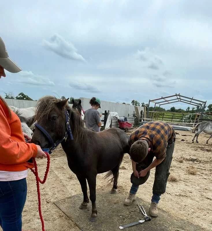 Xander, male Mixed Breed for adoption at My Lovely Horse Rescue