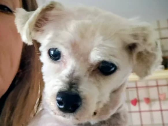 Peach, Maltese for adoption at PAW Ireland, Belfast