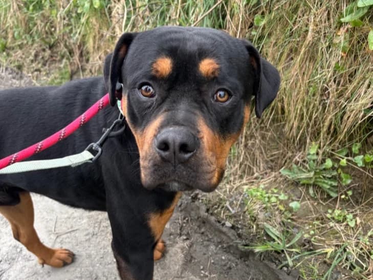 Yogi, Rottweiler for adoption at PAW Ireland, Belfast
