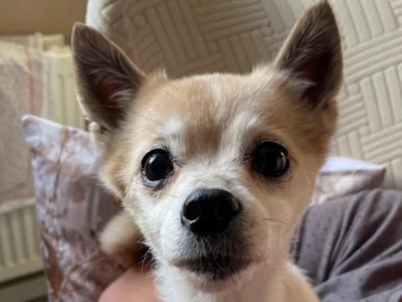 Lady, Chihuahua for adoption at PAW Ireland, Belfast