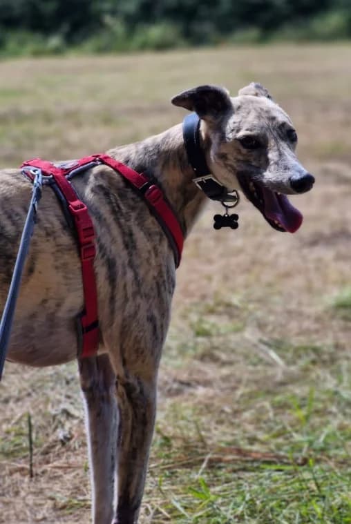 Cu, male 4yo mixed breed for adoption at PAWS Animal Rescue, Cork
