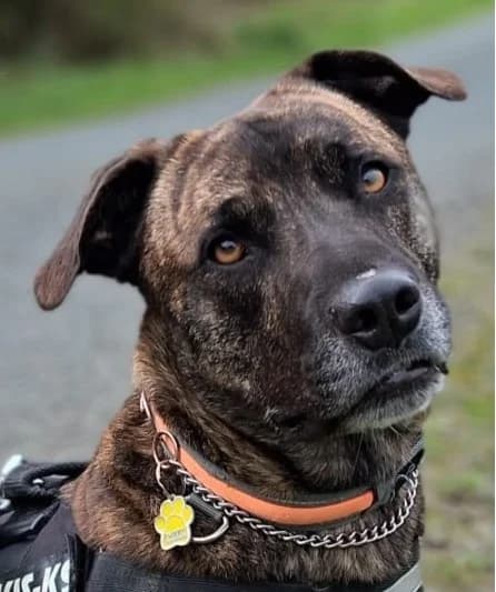Cricket, male 4yo mixed breed for adoption at PAWS Animal Rescue, Cork