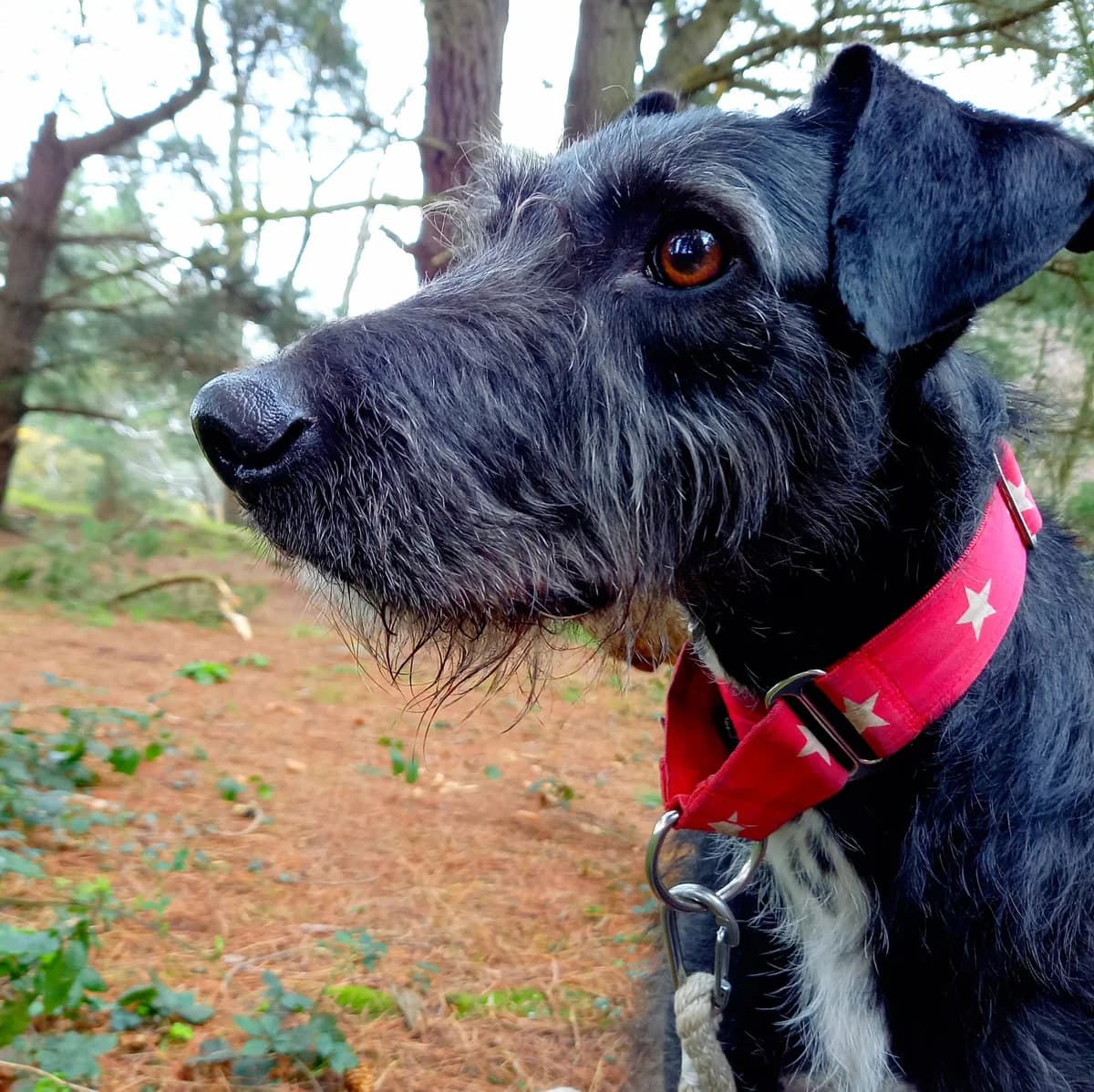 Zelda, female Mixed Breed for adoption at PAWS Animal Rescue, Cork