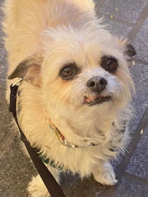 Sassy, female senior mixed breed for adoption at PAWS Animal Rescue, Cork